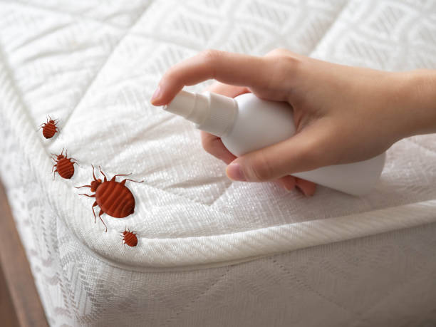 Best Bed Bug Extermination  in Collinsville, VA